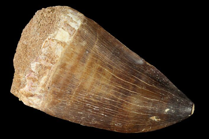 Large, Mosasaur (Prognathodon) Tooth #163713